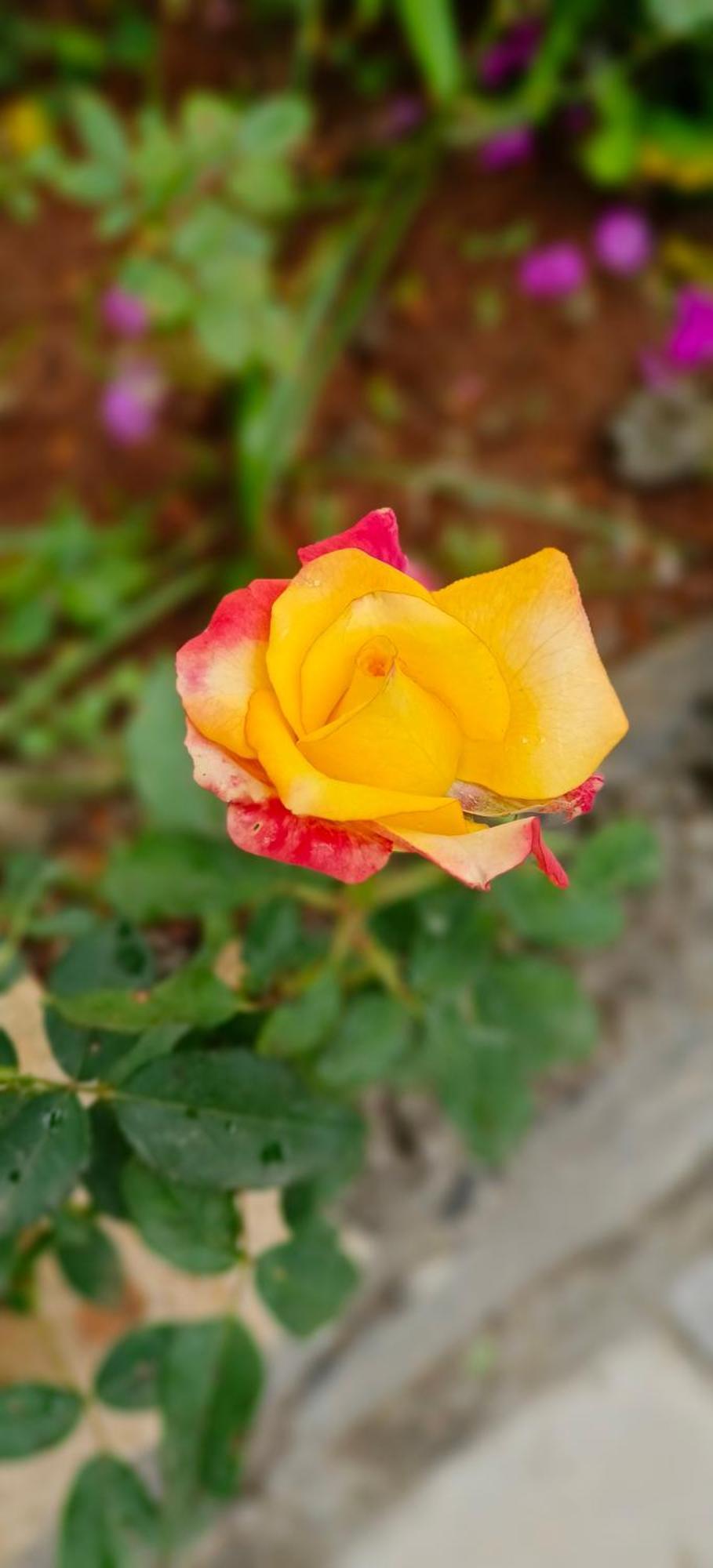 Ambience Villas Yercaud Buitenkant foto